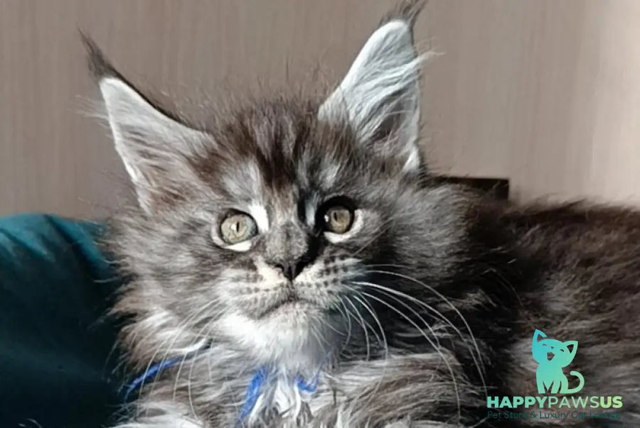 Nilson Maine Coon male black silver tabby live animals