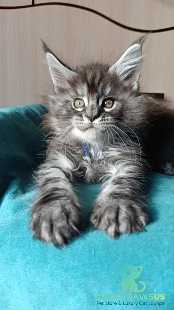 Nilson Maine Coon male black silver tabby live animals