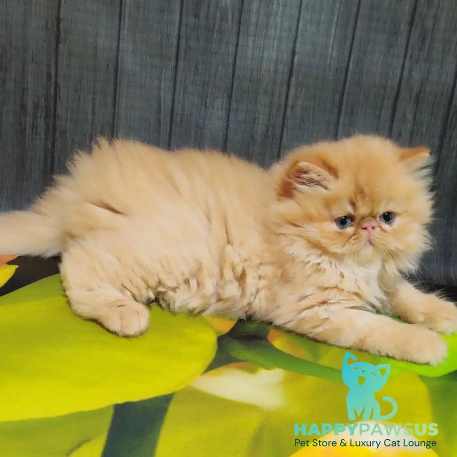 Nilson Persian male red tabby - live animals