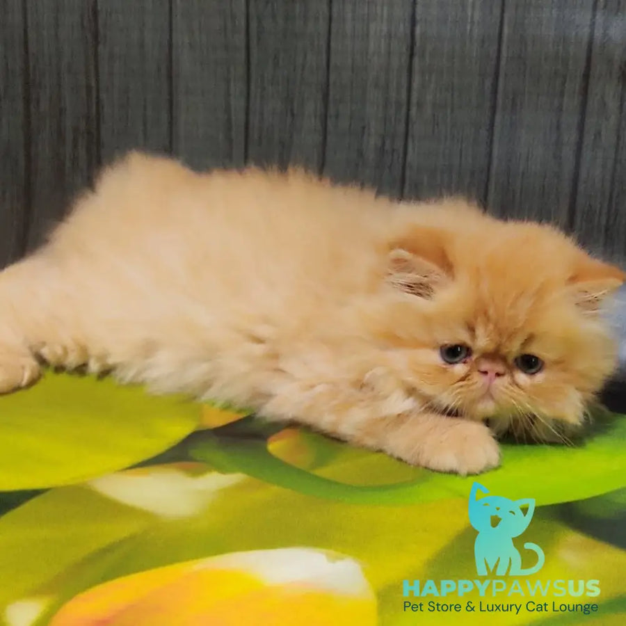 Nilson Persian male red tabby - live animals