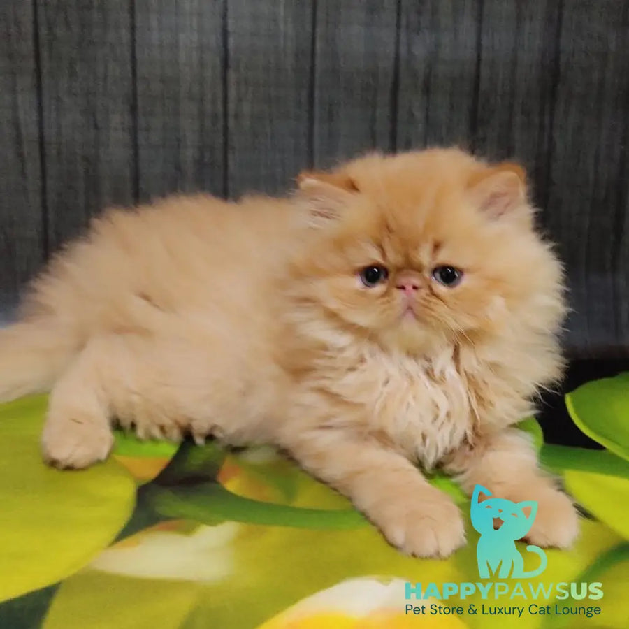 Nilson Persian male red tabby - live animals