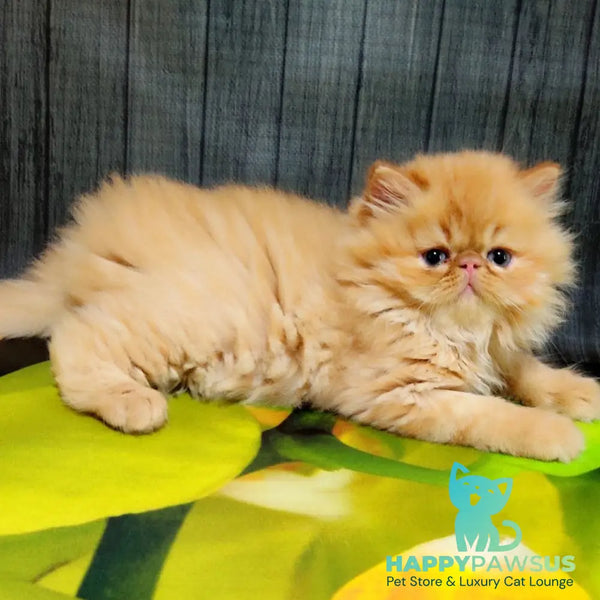Nilson Persian male red tabby - live animals