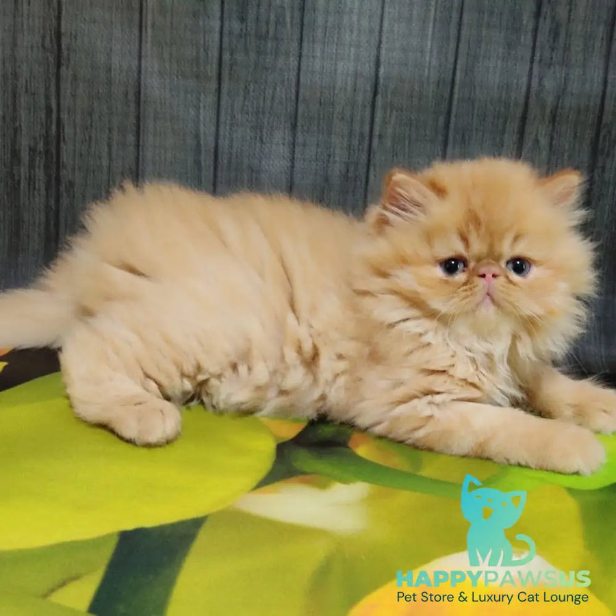 Nilson Persian male red tabby - live animals