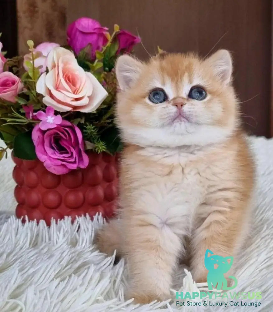Nimfa British Shorthair female black golden chinchilla - live animals