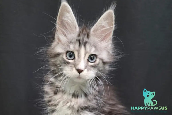 Nimfa Maine Coon female black silver tabby bicolour - live animals