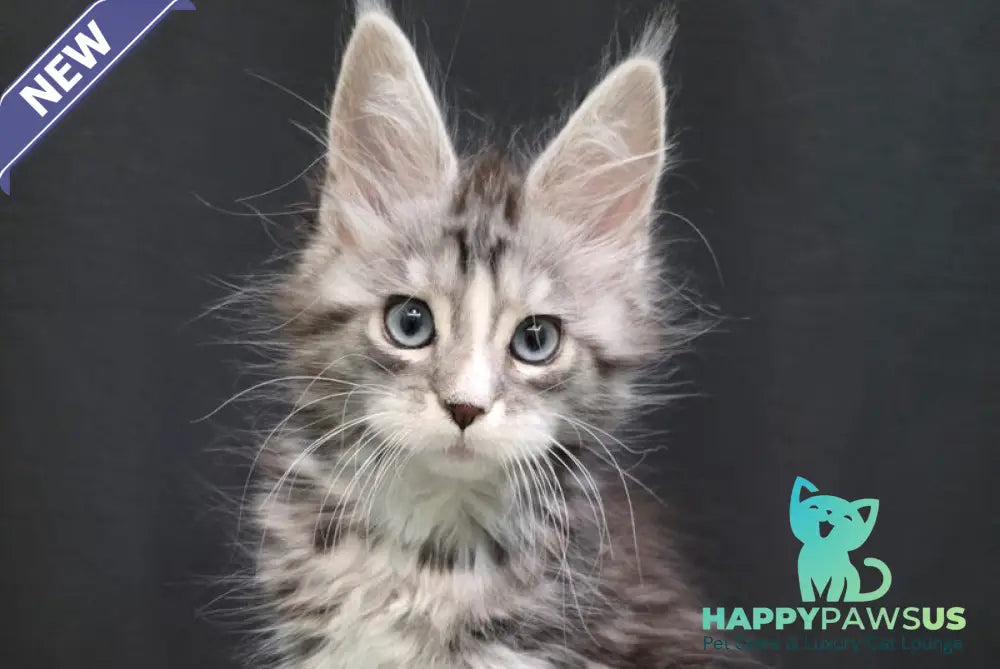 Nimfa Maine Coon female black silver tabby bicolour - live animals