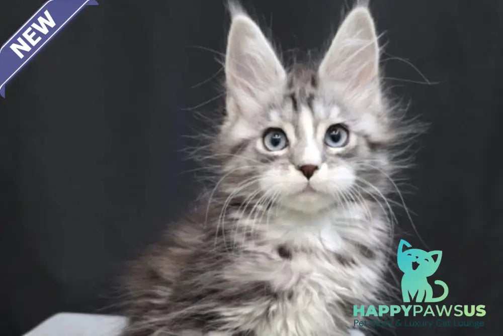 Nimfa Maine Coon female black silver tabby bicolour - live animals