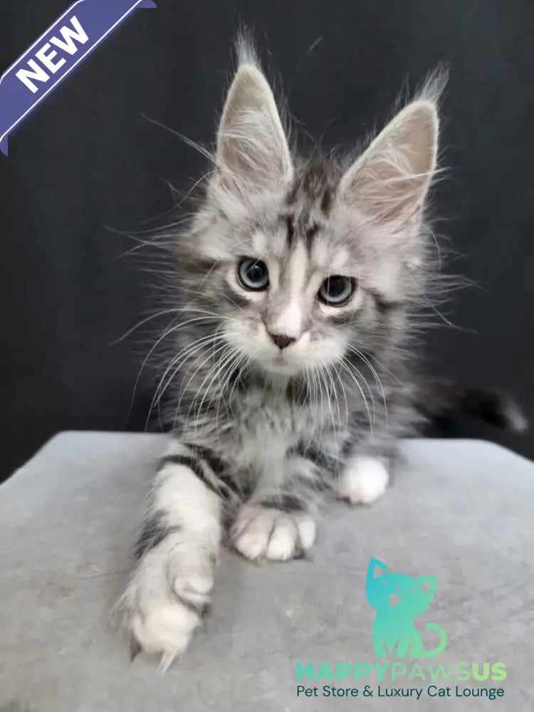 Nimfa Maine Coon female black silver tabby bicolour - live animals