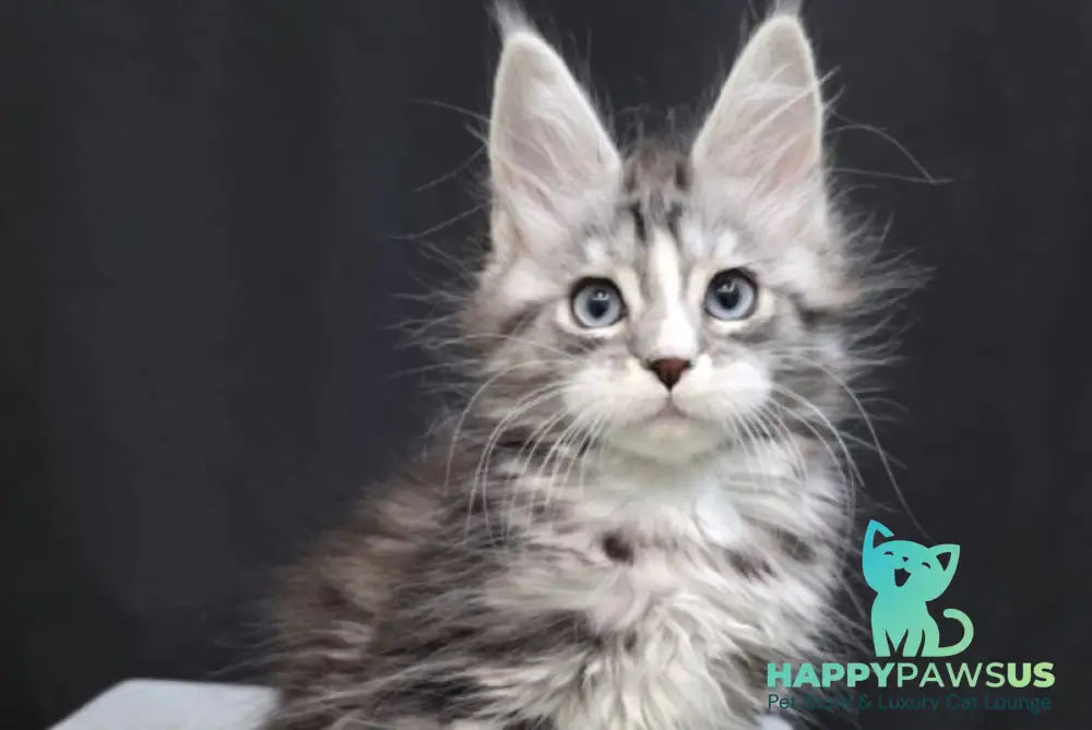 Nimfa Maine Coon female black silver tabby bicolour - live animals