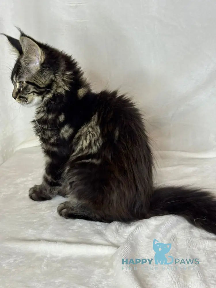 Nimfa Maine Coon female black tabby live animals