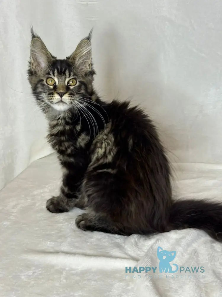 Nimfa Maine Coon female black tabby live animals