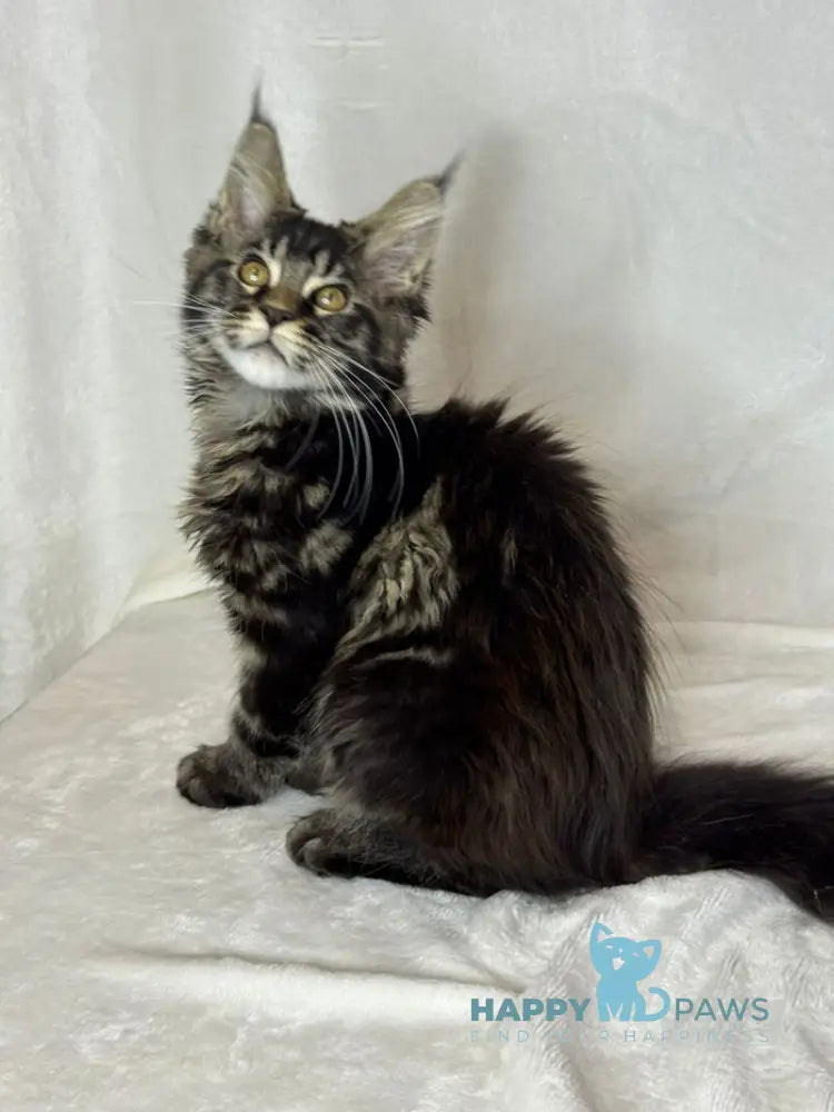 Nimfa Maine Coon female black tabby live animals