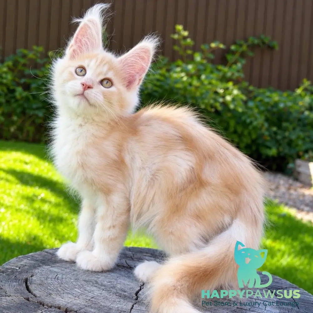 Nimfa Maine Coon female red silver - live animals