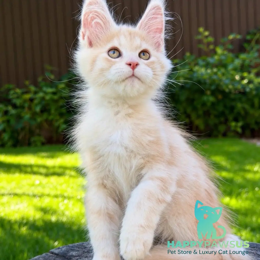 Nimfa Maine Coon female red silver - live animals
