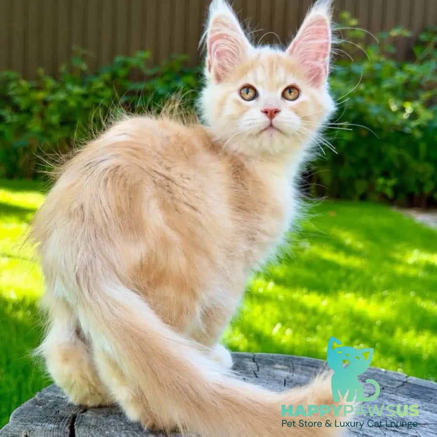Nimfa Maine Coon female red silver - live animals