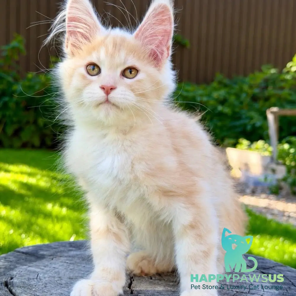 Nimfa Maine Coon female red silver - live animals