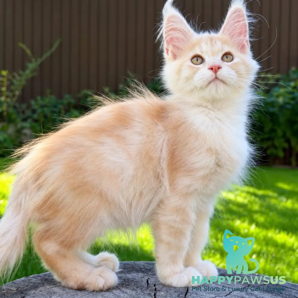 Nimfa Maine Coon female red silver - live animals