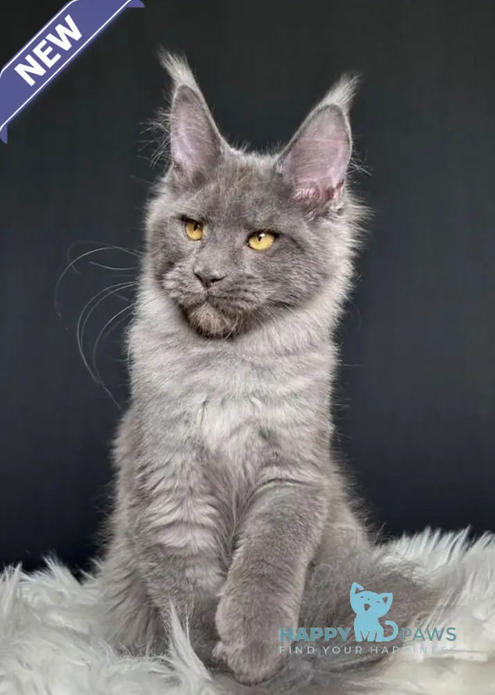 Nina Maine Coon female blue smoke live animals