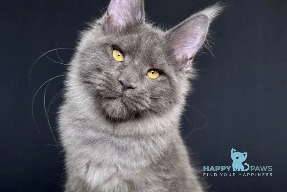 Nina Maine Coon female blue smoke live animals