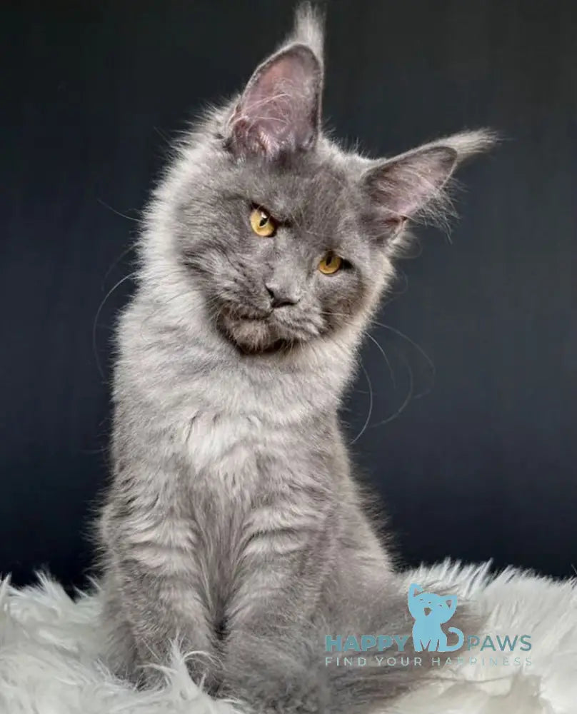 Nina Maine Coon female blue smoke live animals