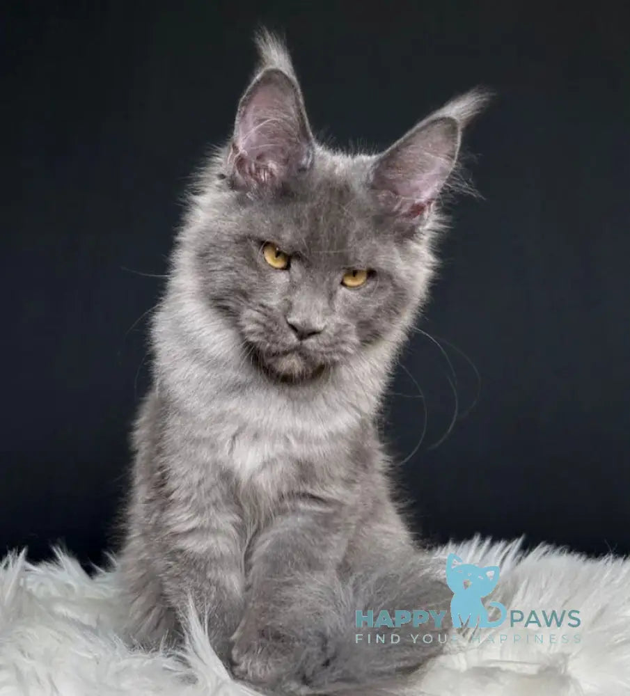 Nina Maine Coon female blue smoke live animals