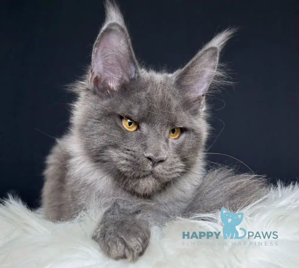 Nina Maine Coon female blue smoke live animals