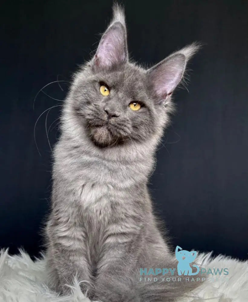 Nina Maine Coon female blue smoke live animals