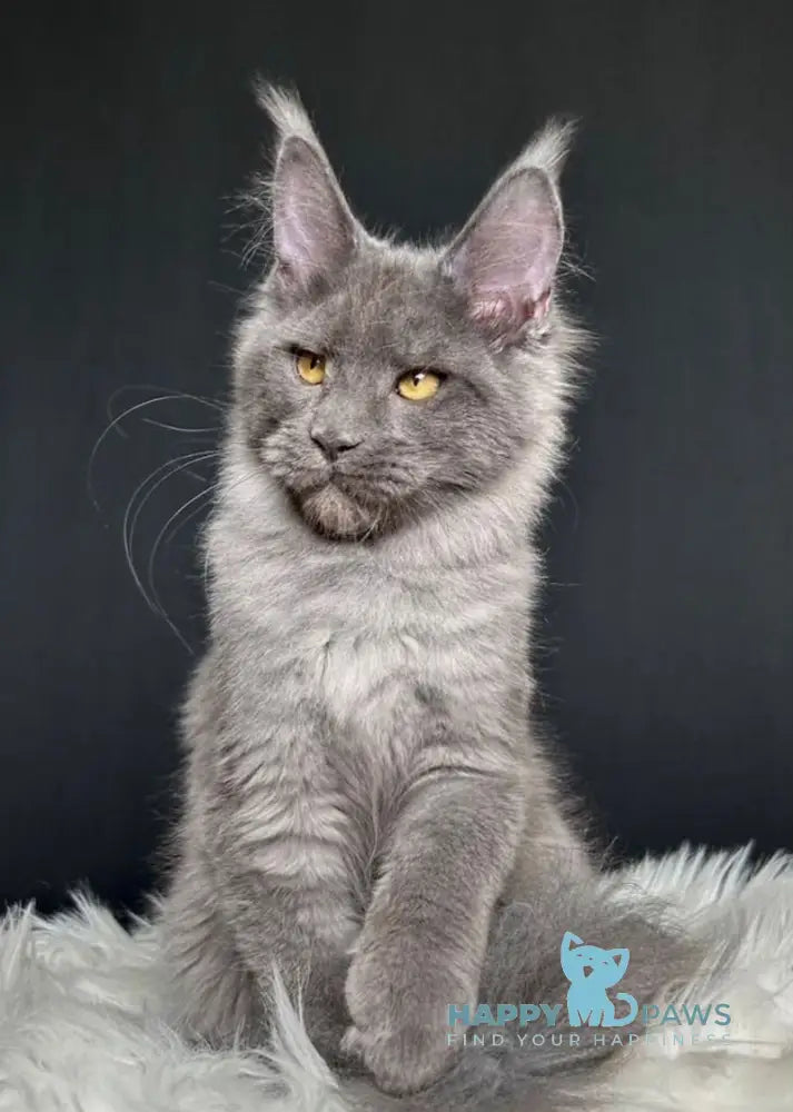 Nina Maine Coon female blue smoke live animals