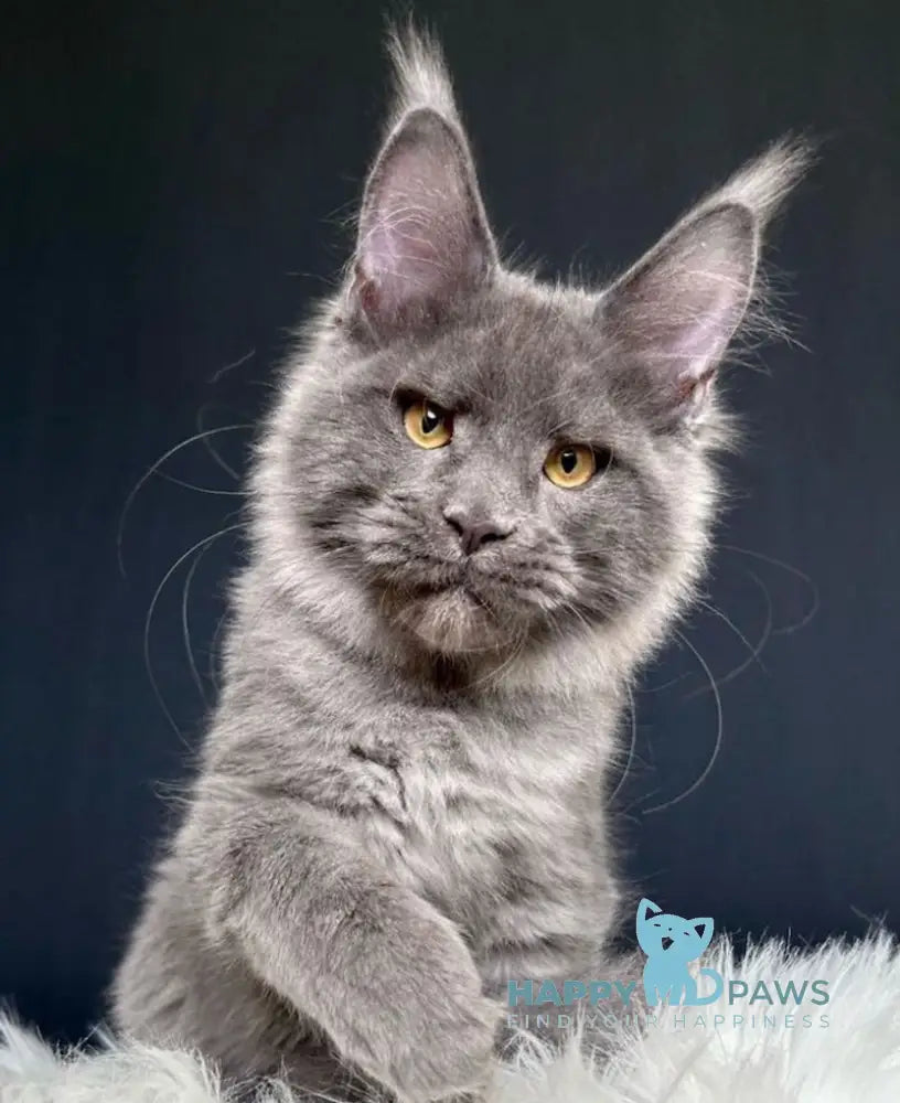 Nina Maine Coon female blue smoke live animals