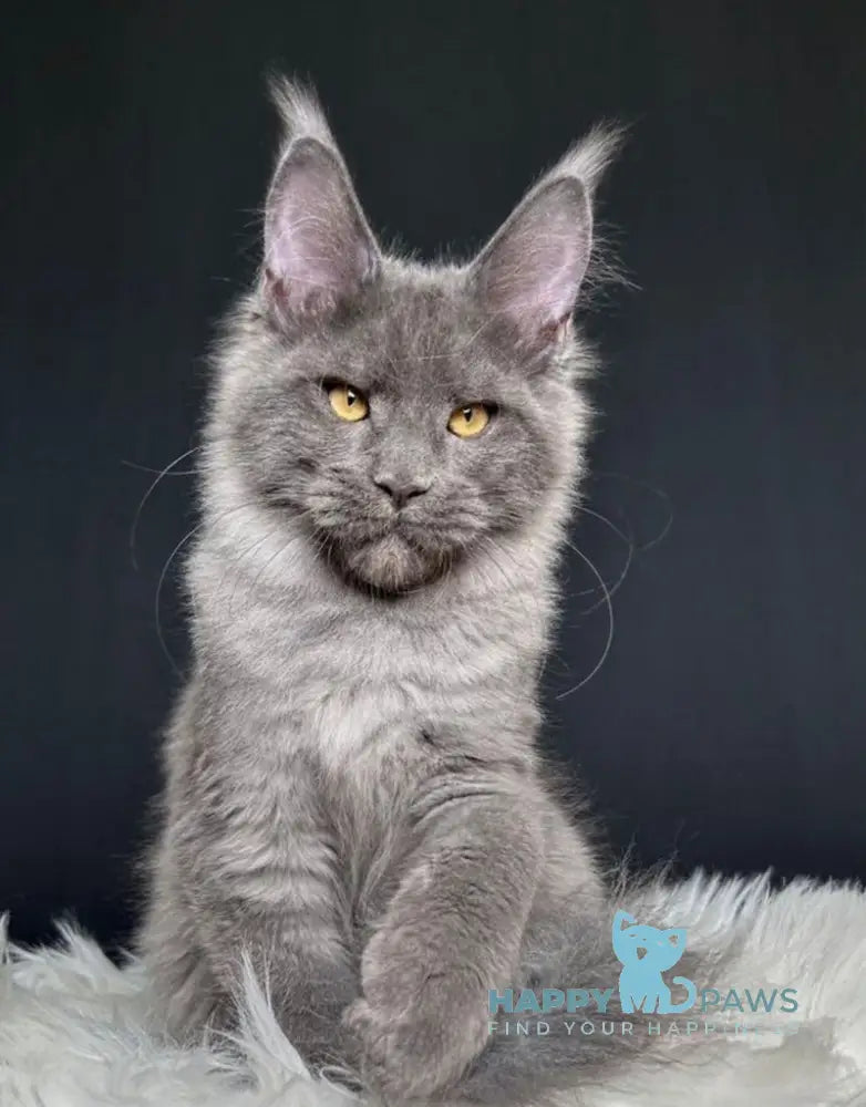 Nina Maine Coon female blue smoke live animals