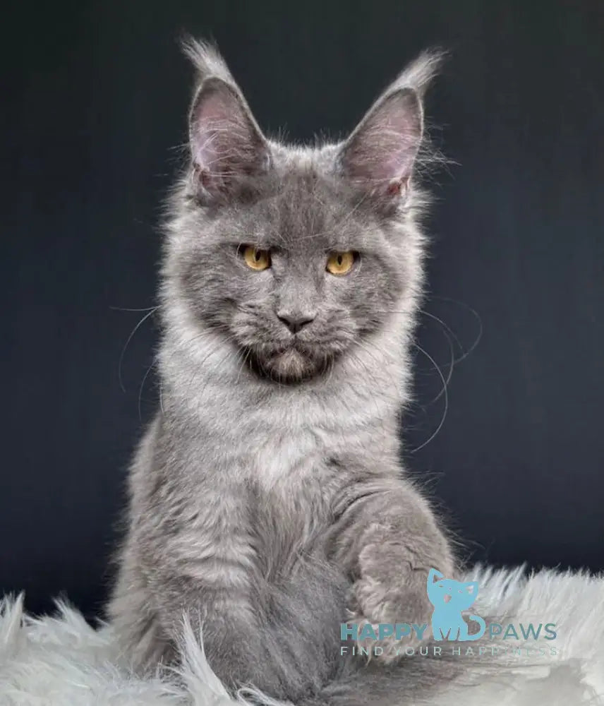 Nina Maine Coon female blue smoke live animals