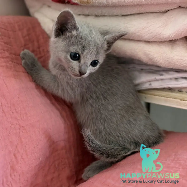 Nina Russian Blue female blue - live animals