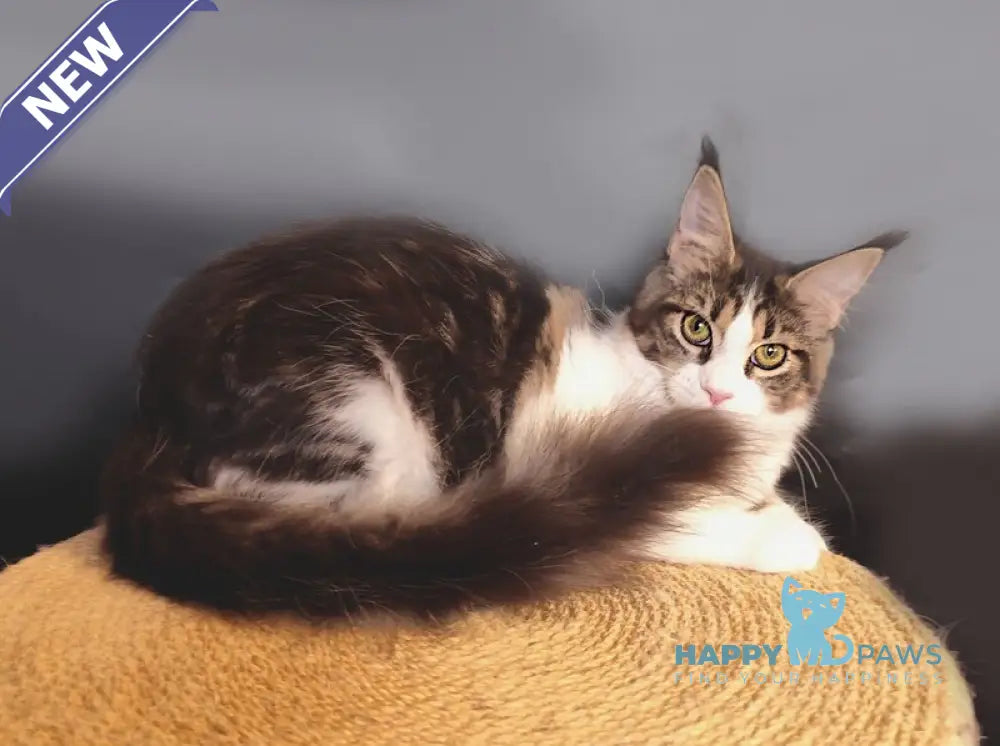Ninel Maine Coon female black tabby bicolour live animals