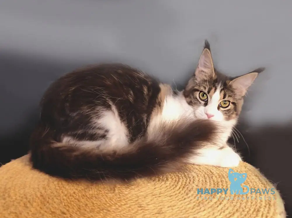 Ninel Maine Coon female black tabby bicolour live animals