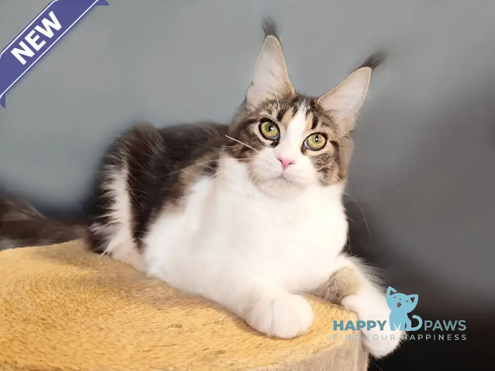 Ninel Maine Coon female black tabby bicolour live animals