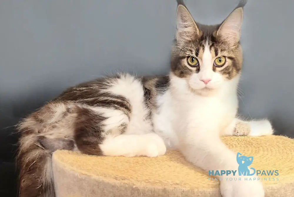 Ninel Maine Coon female black tabby bicolour live animals
