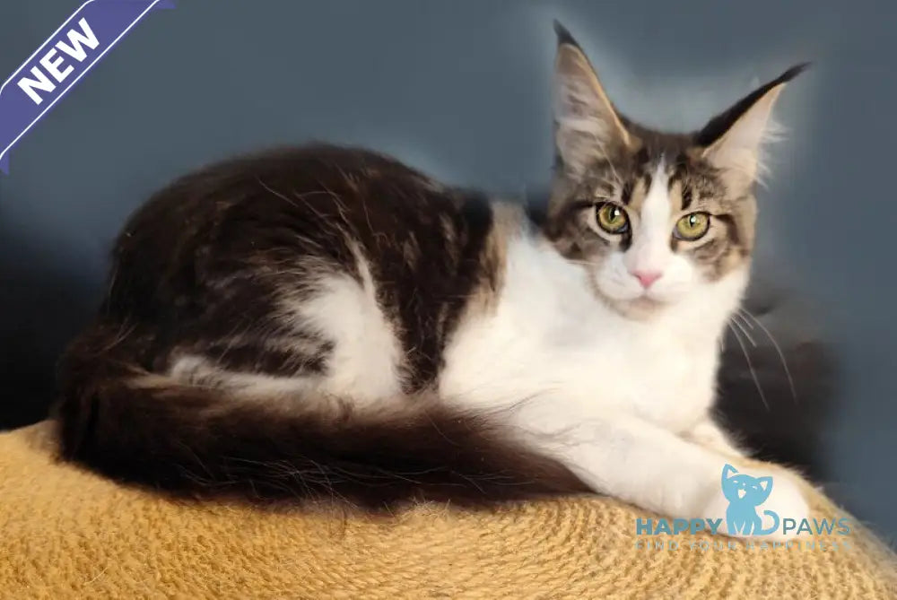 Ninel Maine Coon female black tabby bicolour live animals