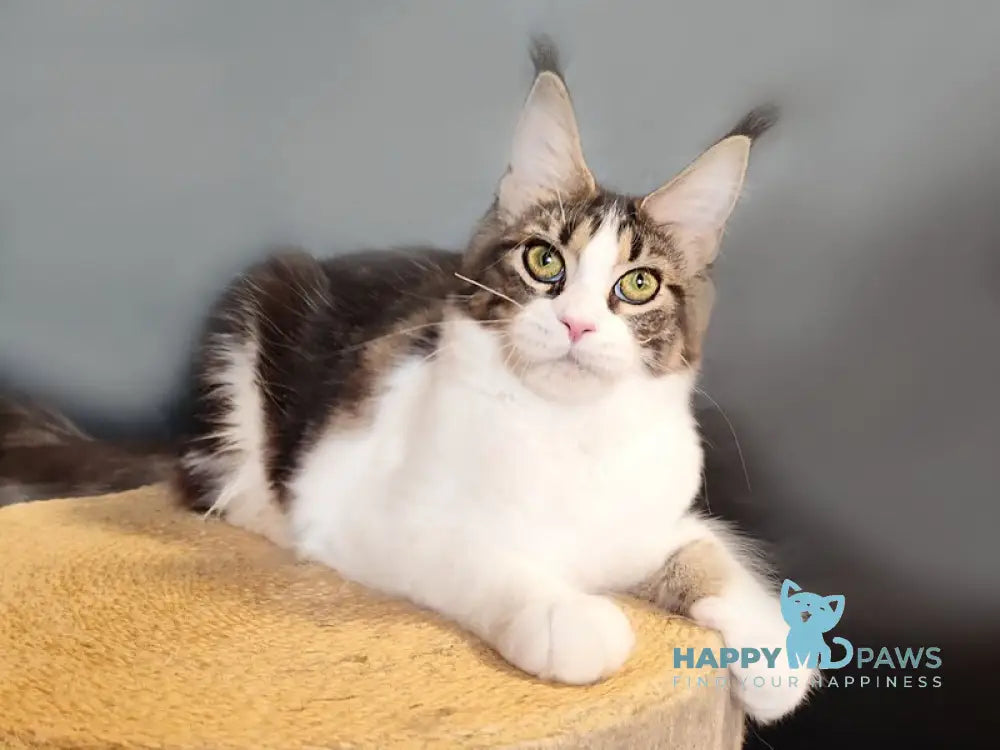 Ninel Maine Coon female black tabby bicolour live animals