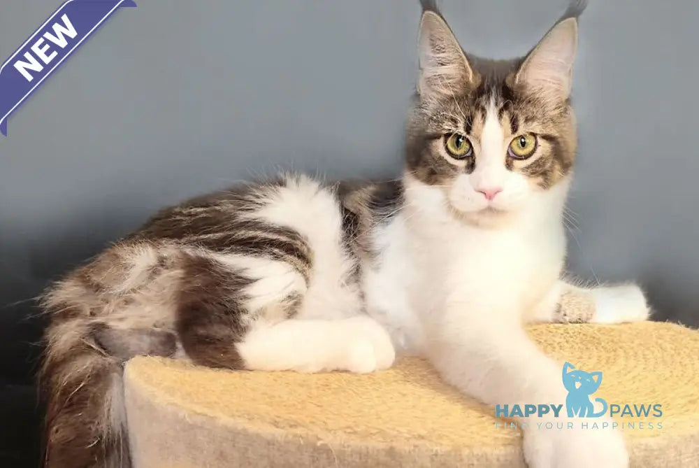 Ninel Maine Coon female black tabby bicolour live animals
