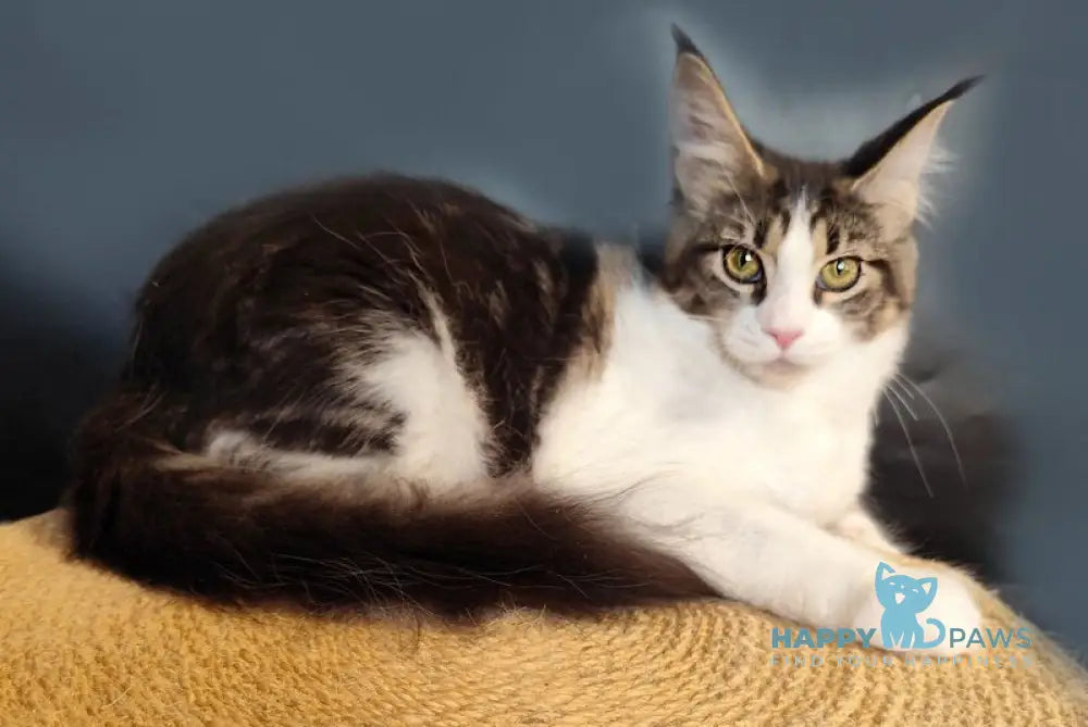 Ninel Maine Coon female black tabby bicolour live animals