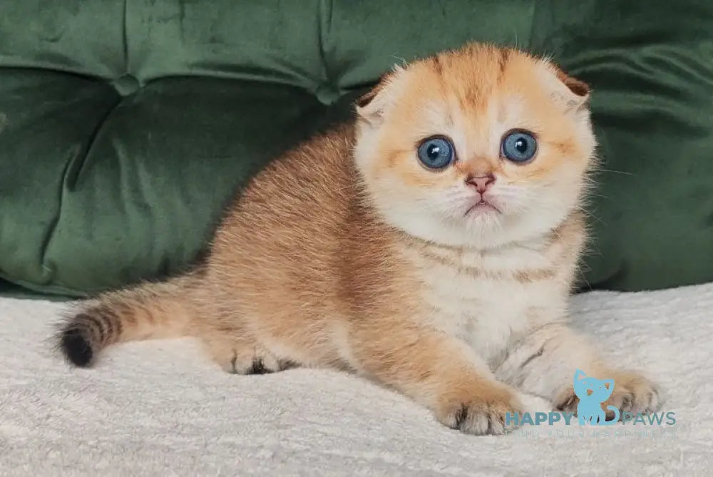 Ninele Scottish Fold female black golden ticked tabby live animals