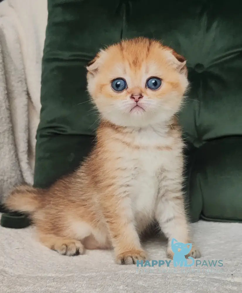Ninele Scottish Fold female black golden ticked tabby live animals