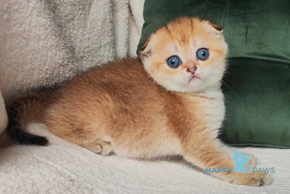Ninele Scottish Fold female black golden ticked tabby live animals