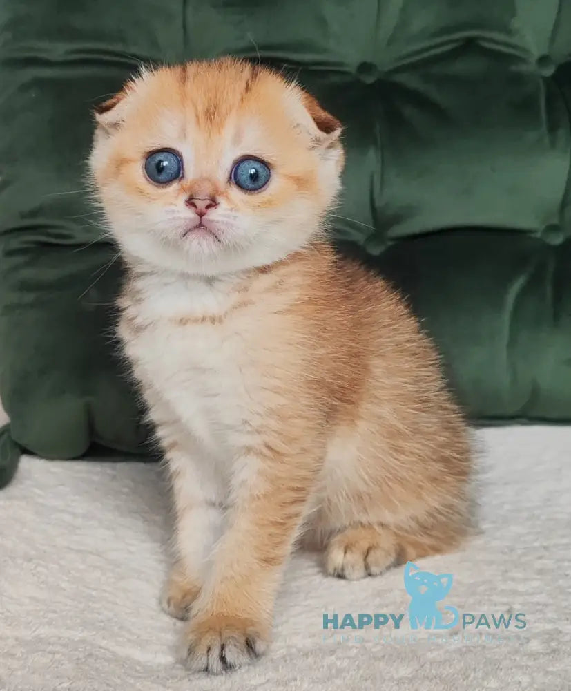Ninele Scottish Fold female black golden ticked tabby live animals