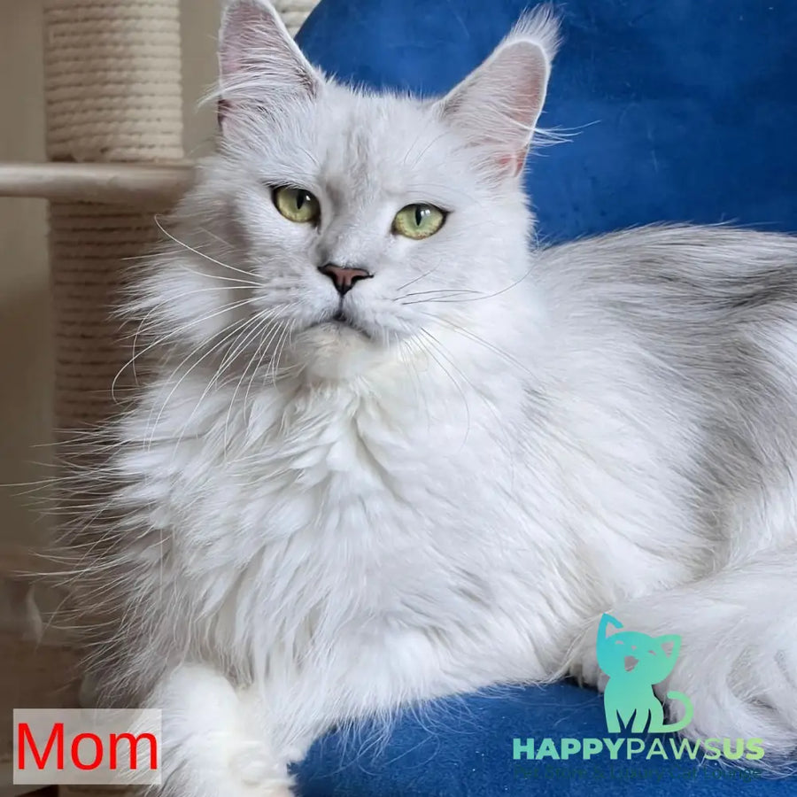 Nino Maine Coon female black tortie silver bicolour - live animals