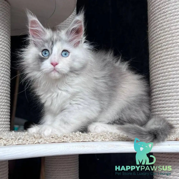 Nino Maine Coon female black tortie silver bicolour - live animals
