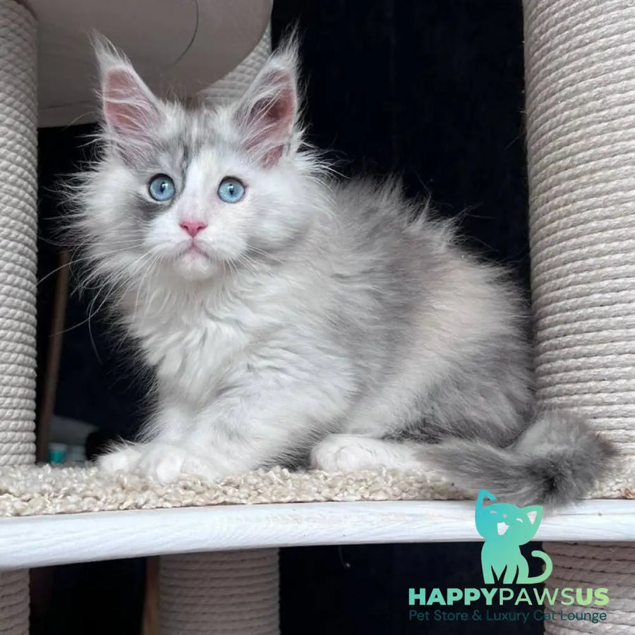 Nino Maine Coon female black tortie silver bicolour - live animals