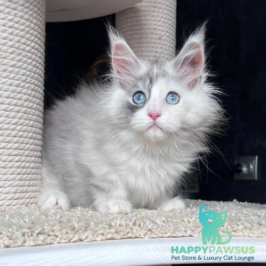Nino Maine Coon female black tortie silver bicolour - live animals