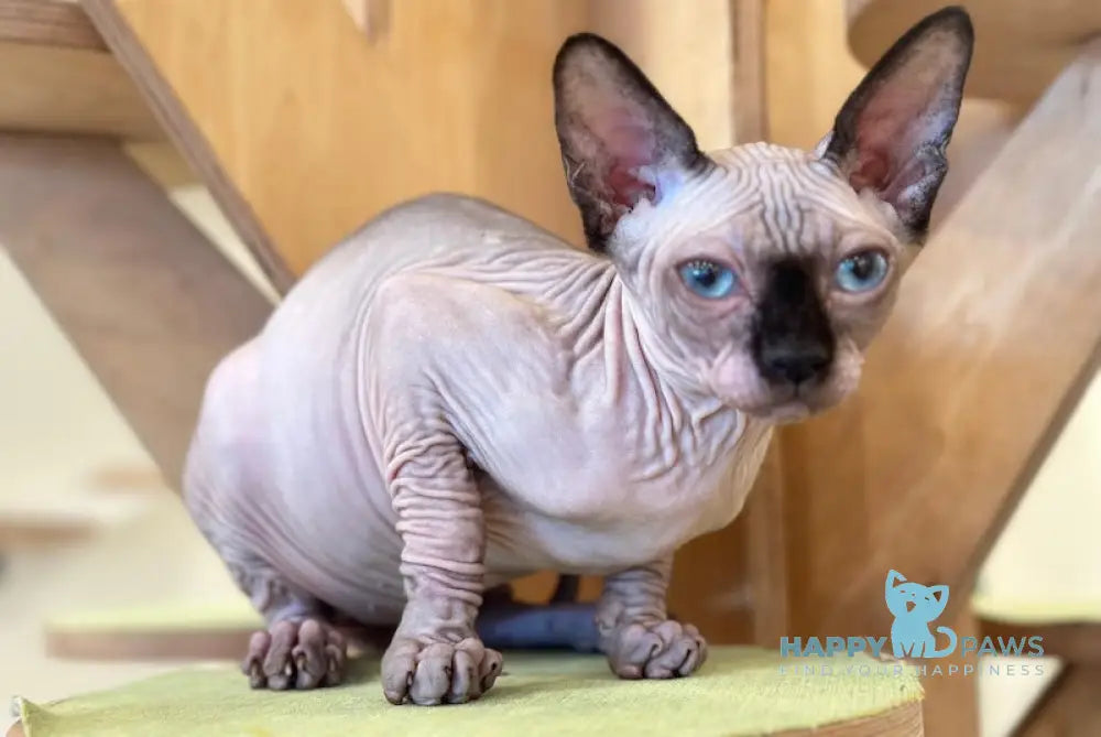 Nirvana Canadian Sphynx female seal pointed live animals
