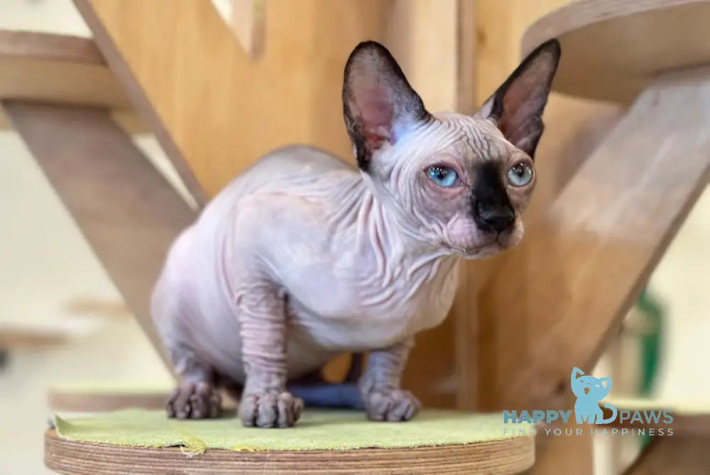 Nirvana Canadian Sphynx female seal pointed live animals